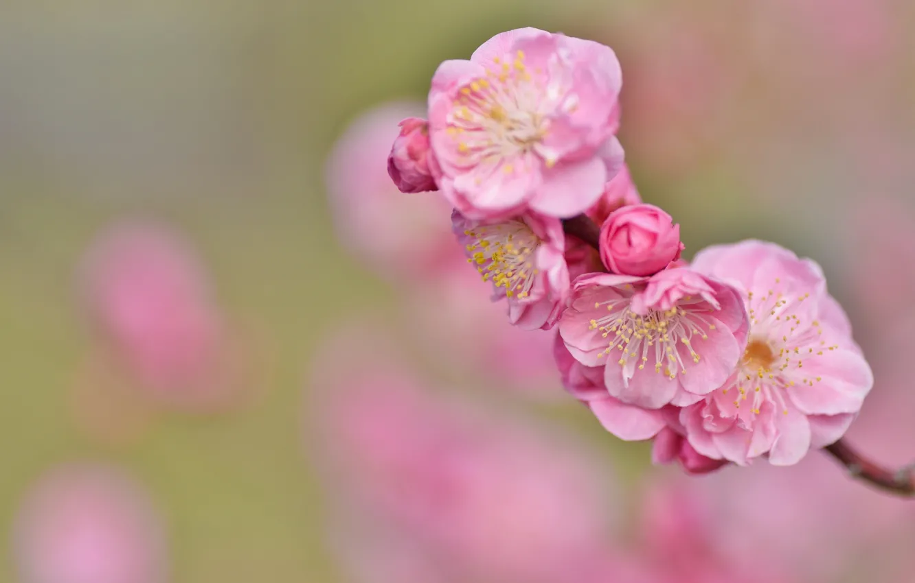 Photo wallpaper sprig, background, Sakura, pink flowers
