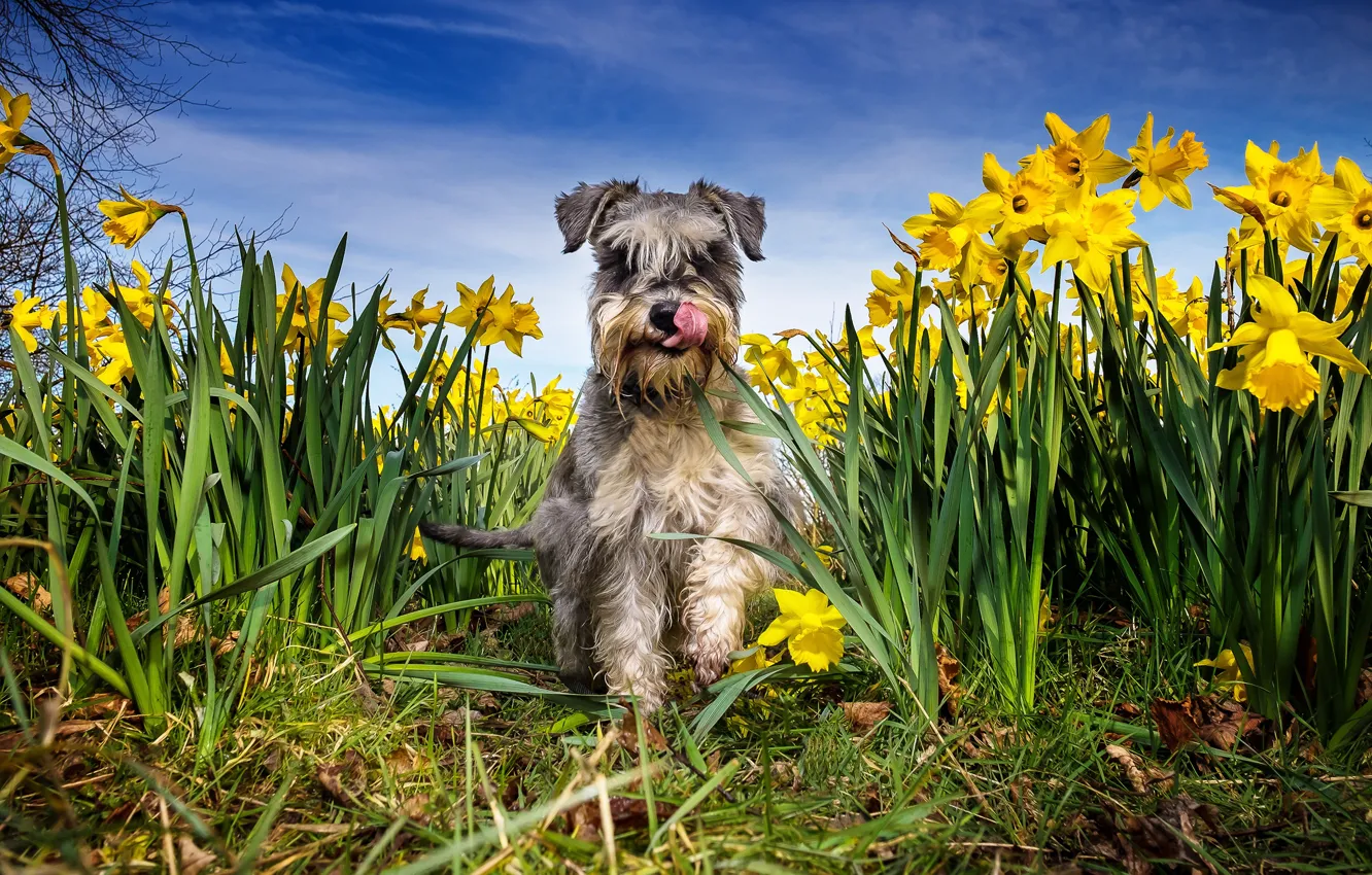 Photo wallpaper language, the sky, grass, face, the sun, flowers, yellow, nature