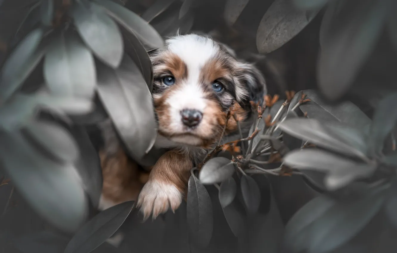 Photo wallpaper look, face, leaves, portrait, dog, puppy