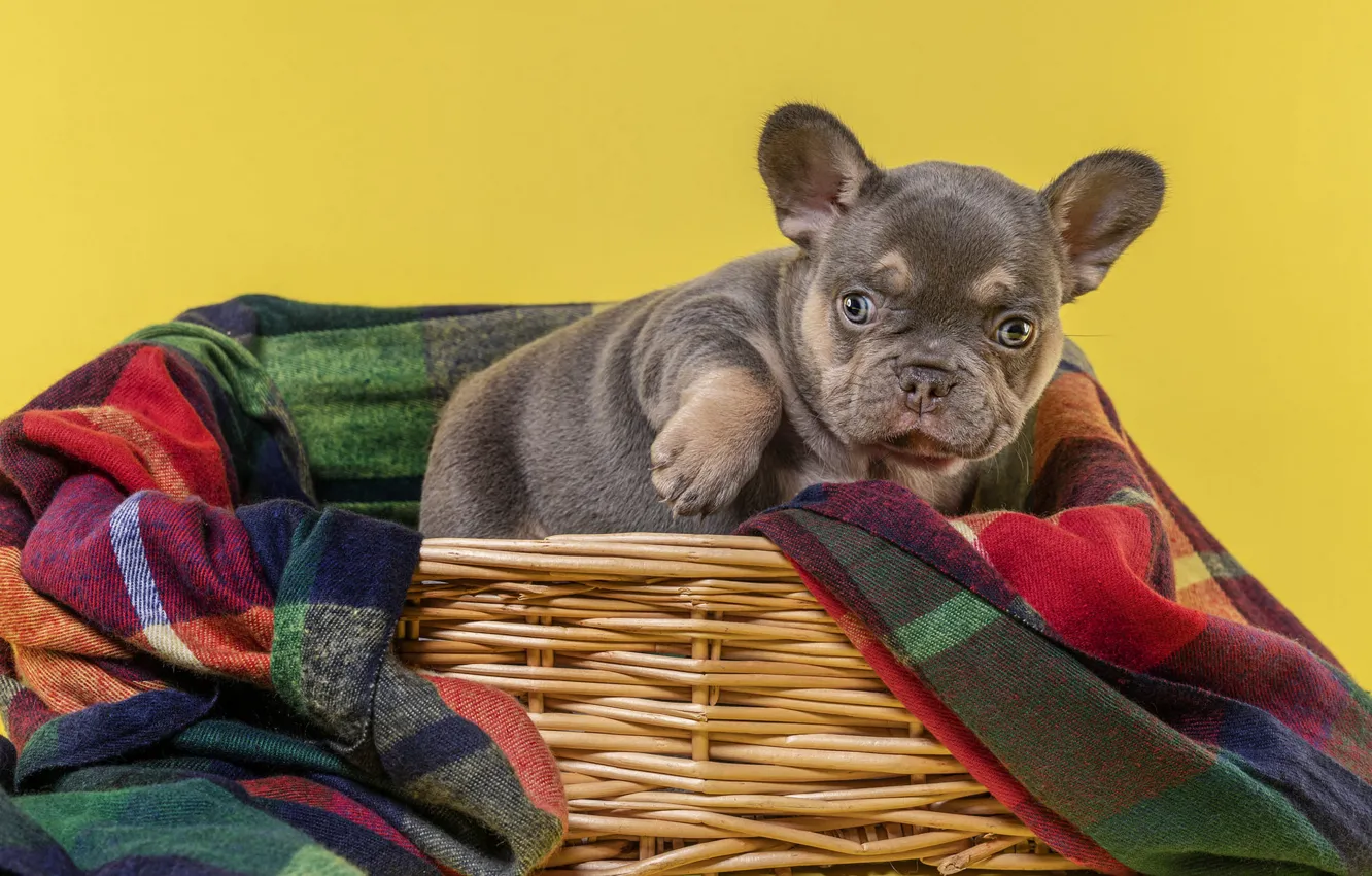 Photo wallpaper dog, pose, look, puppy, sitting in a basket, background, basket, blanket