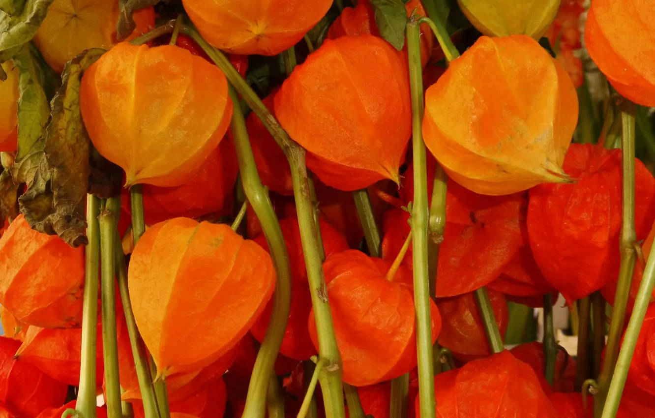 Photo wallpaper orange, sprig, plant