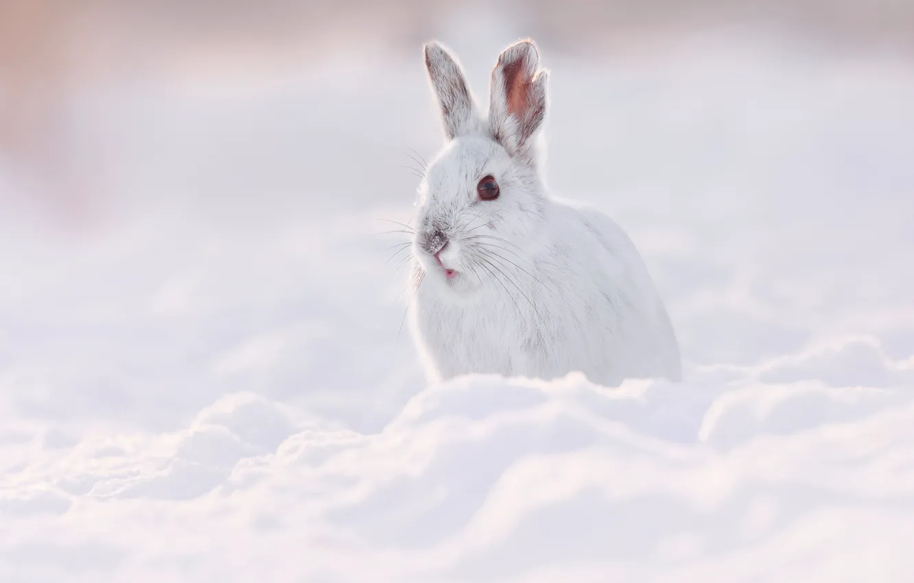 Photo wallpaper winter, snow, hare, Bunny, Whitey, Vladimir Morozov