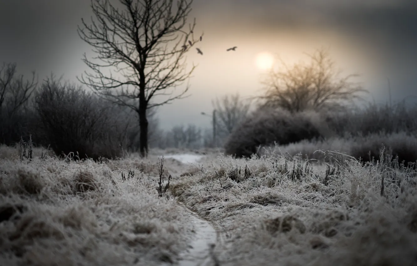Photo wallpaper frost, grass, trees, wasteland
