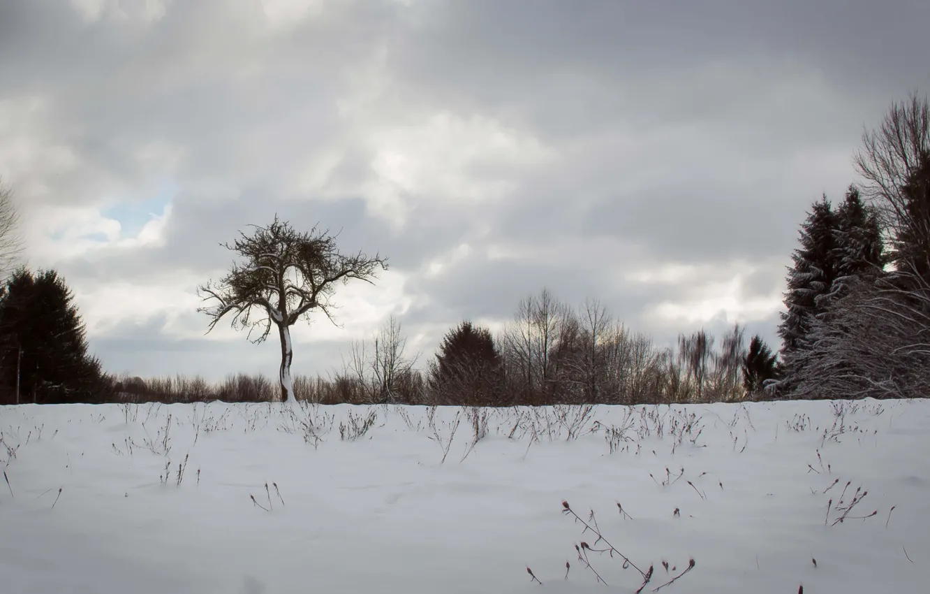 Photo wallpaper winter, snow, tree