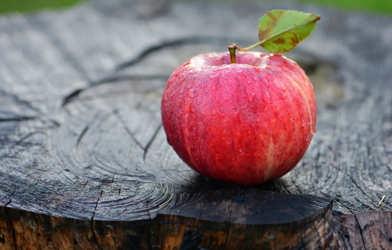 Photo wallpaper macro, apples, stump