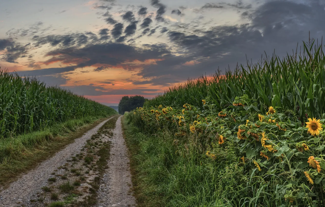 Photo wallpaper summer, sunflowers, sunset, nature, corn