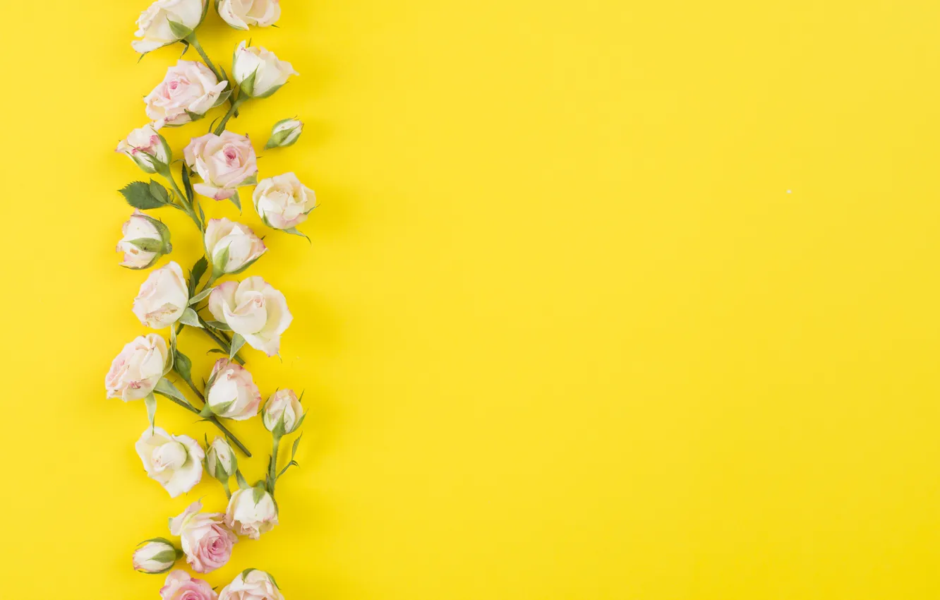 Photo wallpaper yellow, background, roses, buds, decor