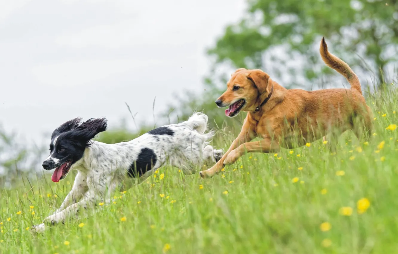 Photo wallpaper animal, dog, pair, two, animal, dogs
