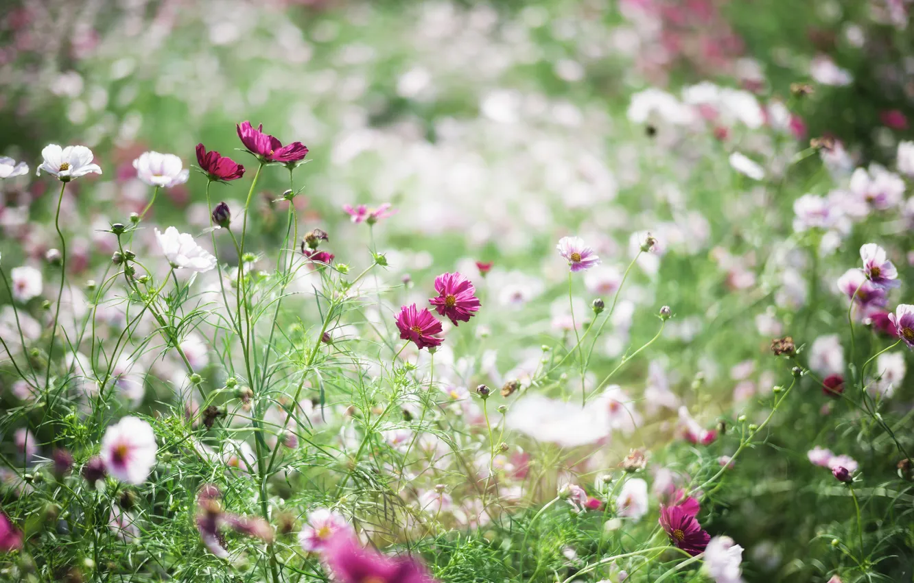 Photo wallpaper grass, flowers, petals, white