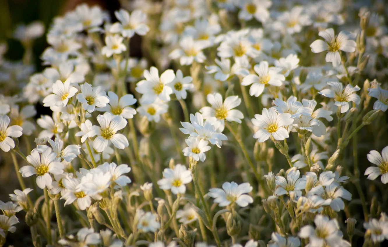 Photo wallpaper flowers, nature, white, field, a lot
