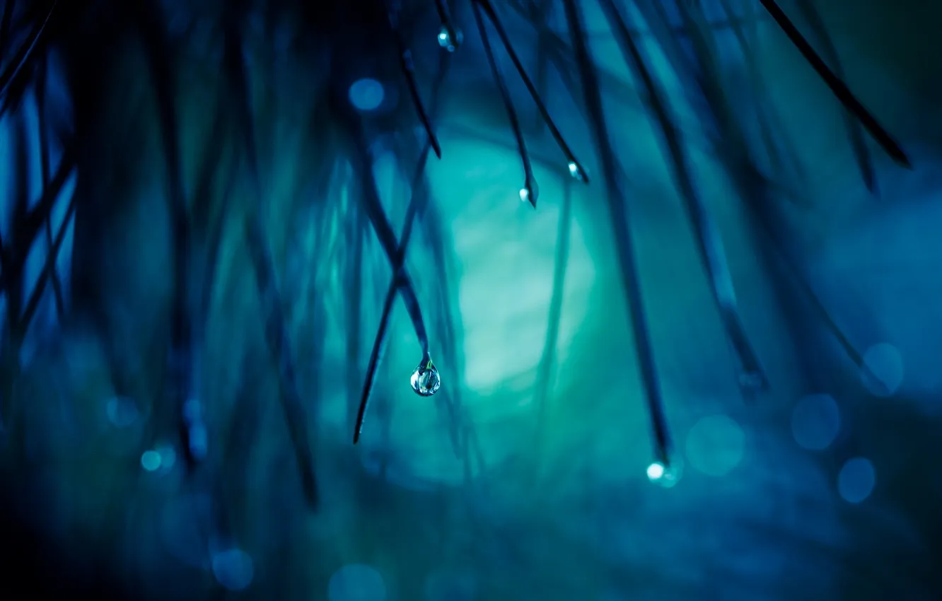 Photo wallpaper grass, drops, macro