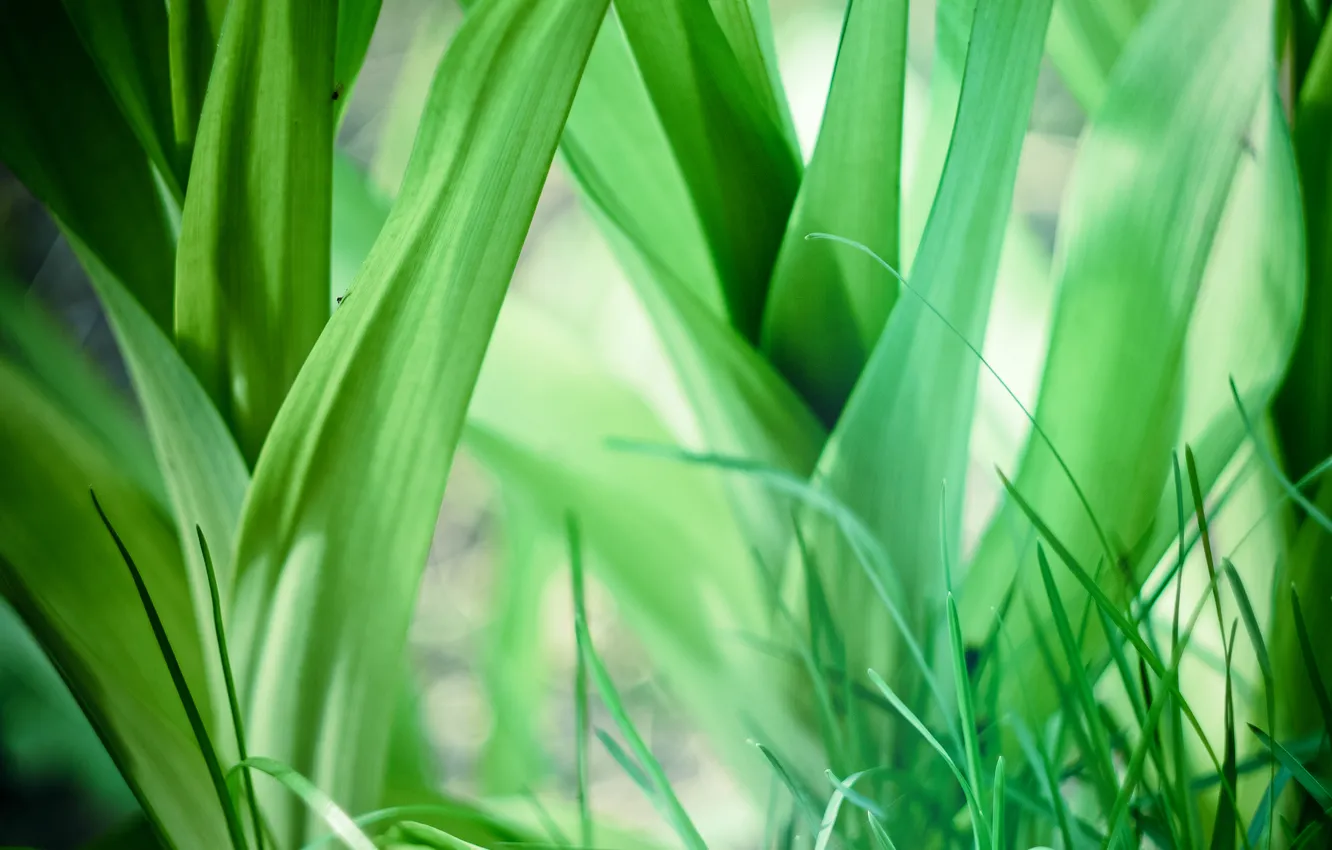 Photo wallpaper grass, leaves, green, background, Wallpaper, plant, widescreen, wallpapers