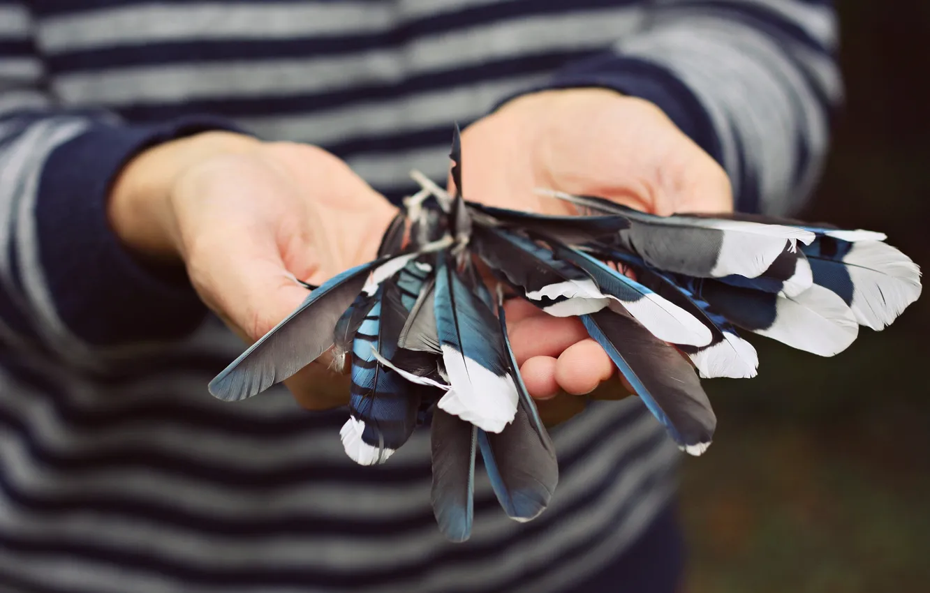Photo wallpaper feathers, hands, different