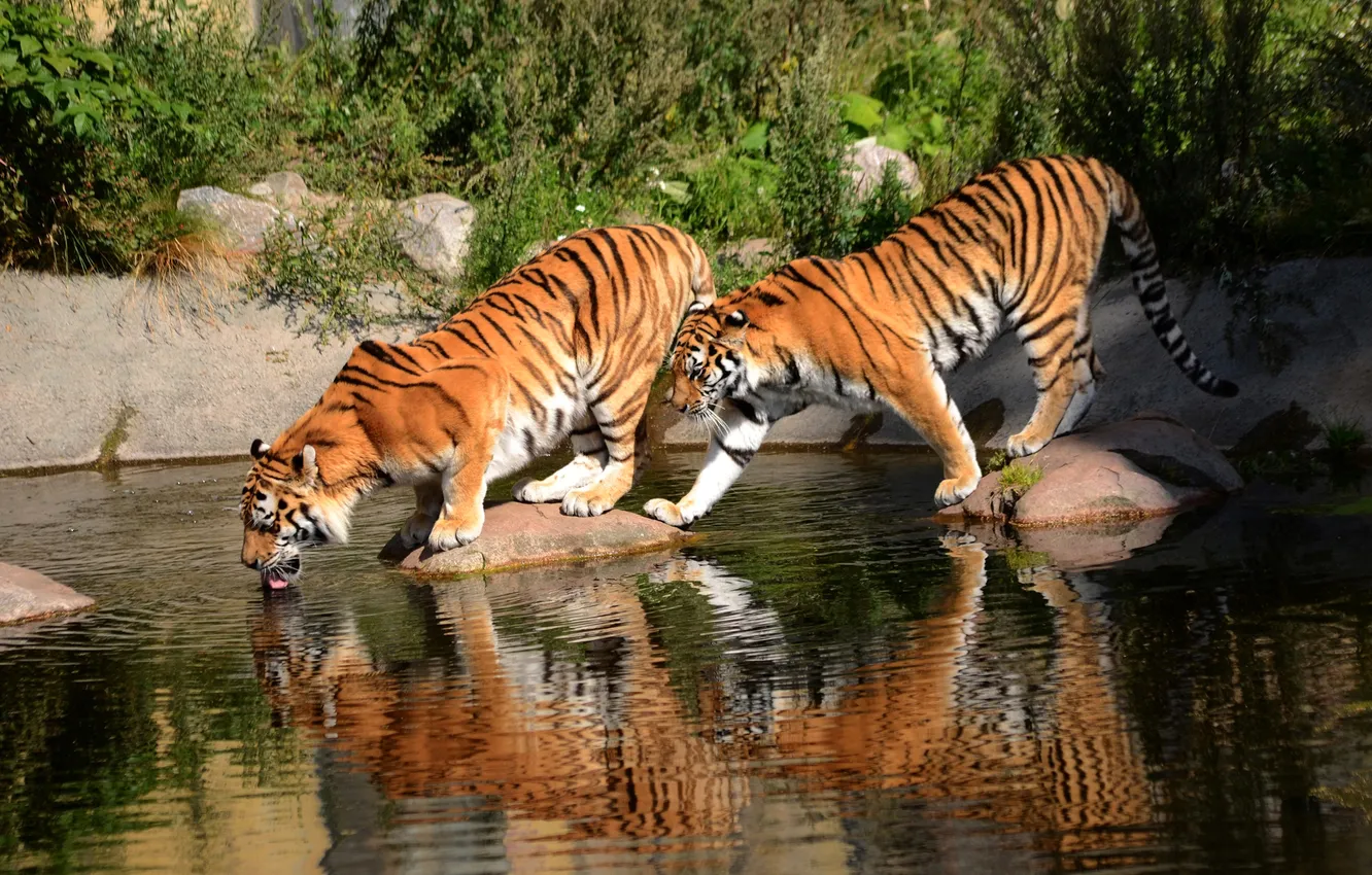 Photo wallpaper water, tiger, stones, pair