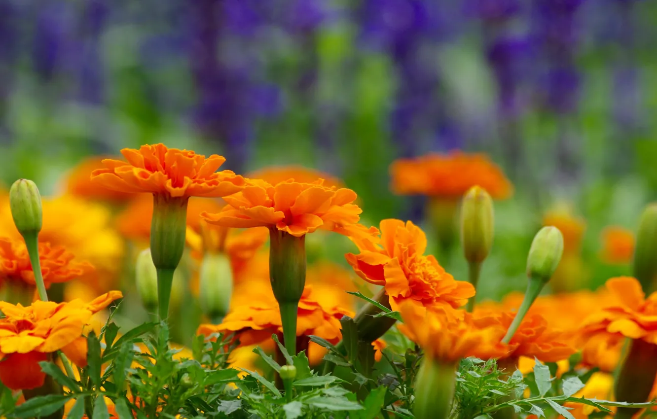 Wallpaper macro, background, buds, Marigolds for mobile and desktop ...