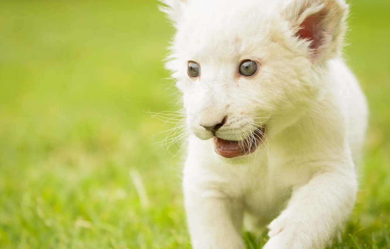 Photo wallpaper baby, kitty, lion, white lion