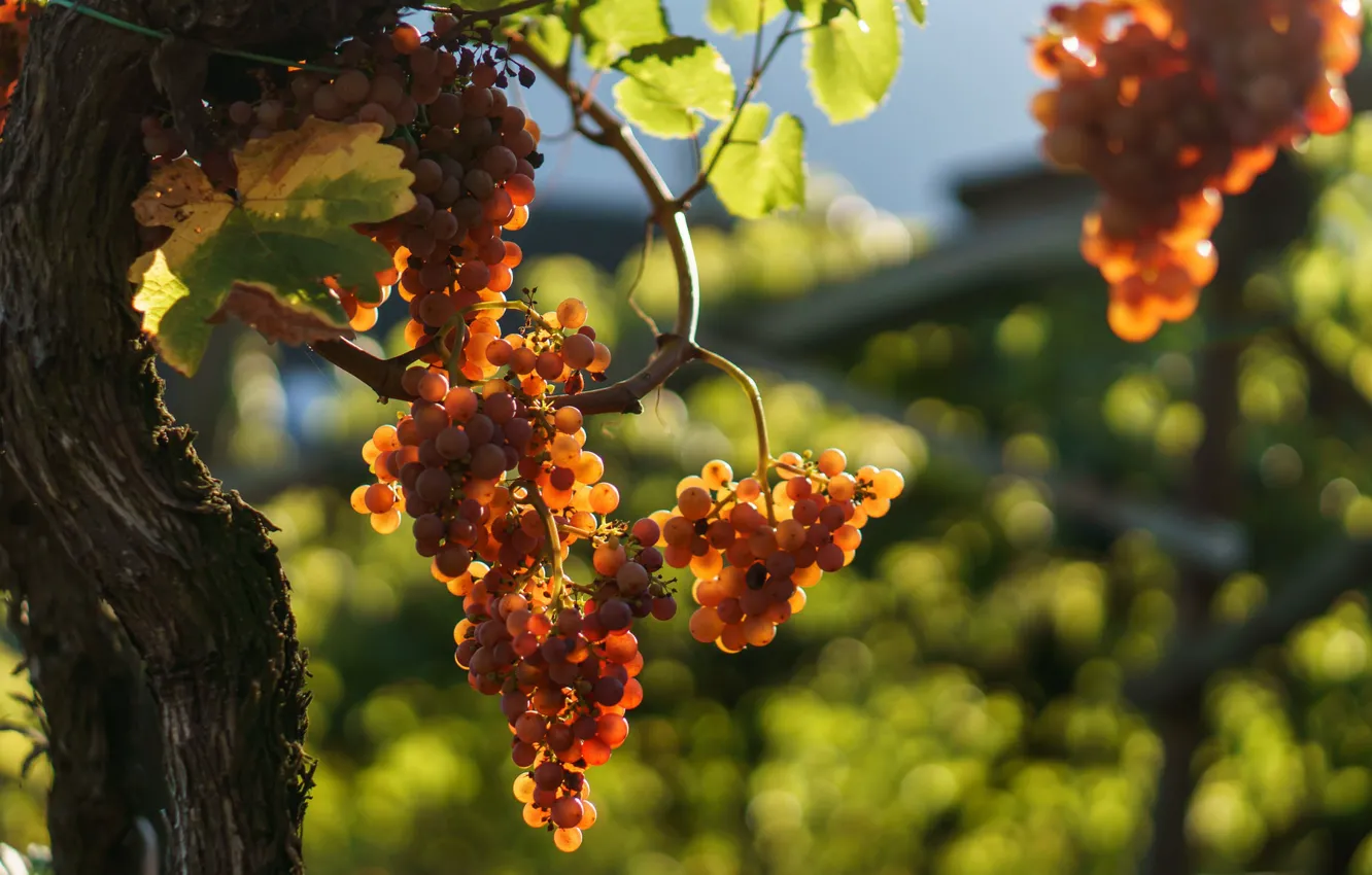 Photo wallpaper leaves, grapes, bunches, bokeh, vecci
