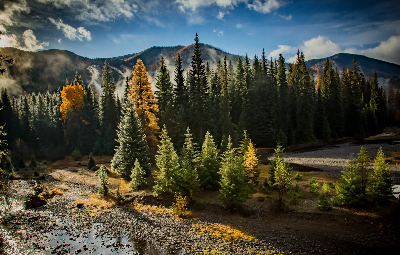 Photo wallpaper forest, river, morning, foggy, Chinook Pass, Natches Forest