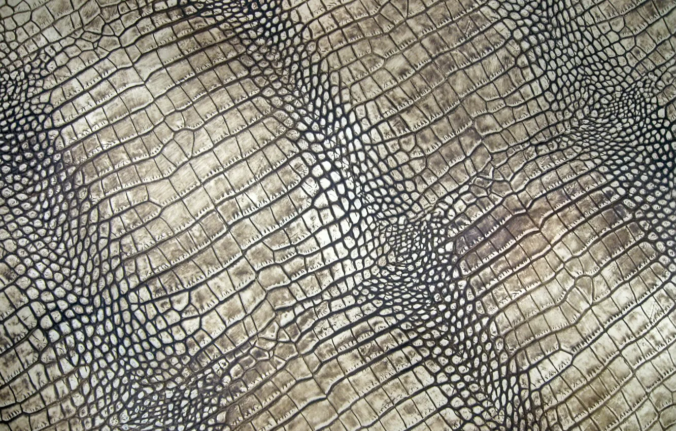 Photo wallpaper leather, crocodile, texture, leather, crocodile, skin