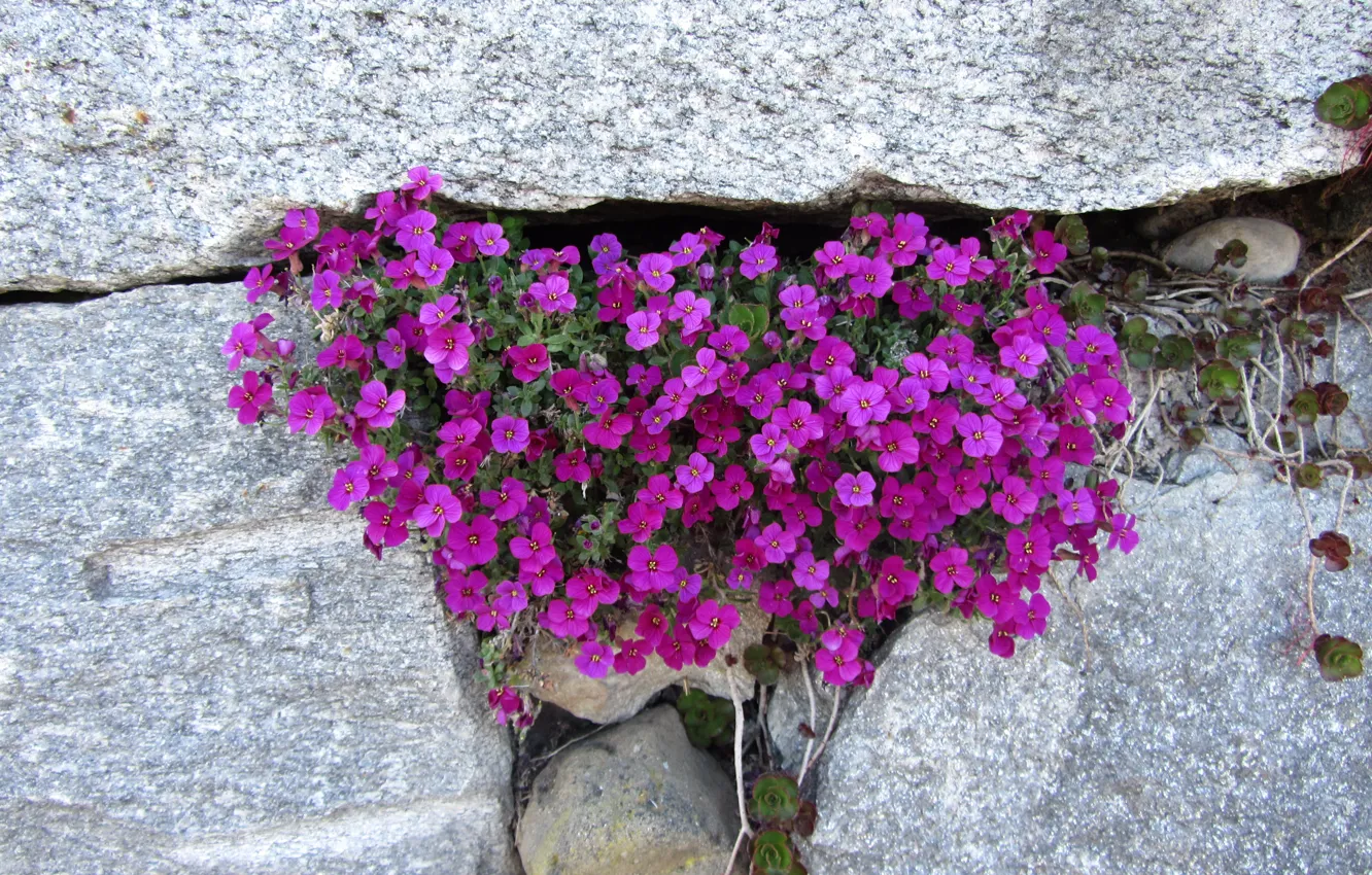 Photo wallpaper Nature, Purple, Flowers, Stones