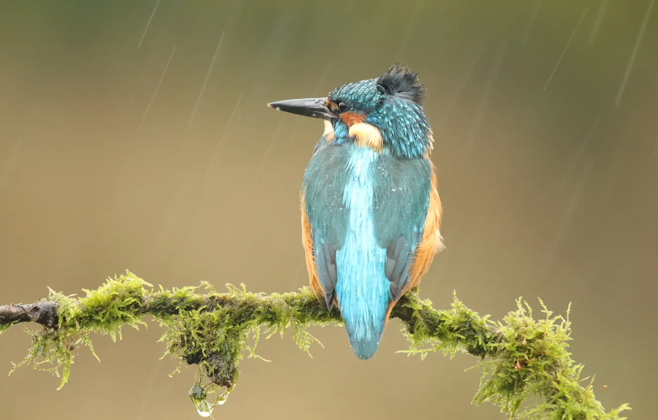 Photo wallpaper drops, branches, background, rain, blue, bird, moss, wings