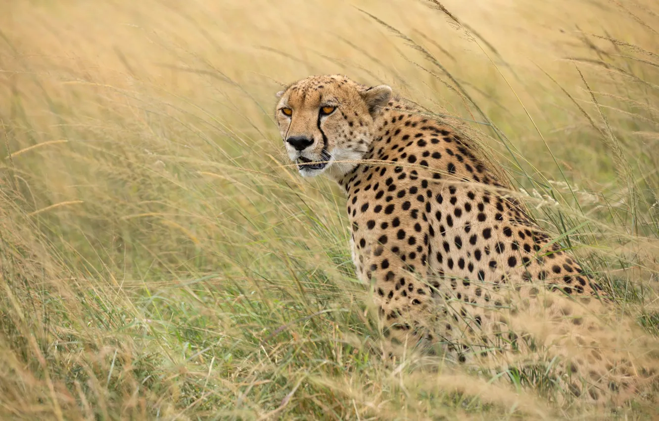 Photo wallpaper grass, Cheetah, wild cat