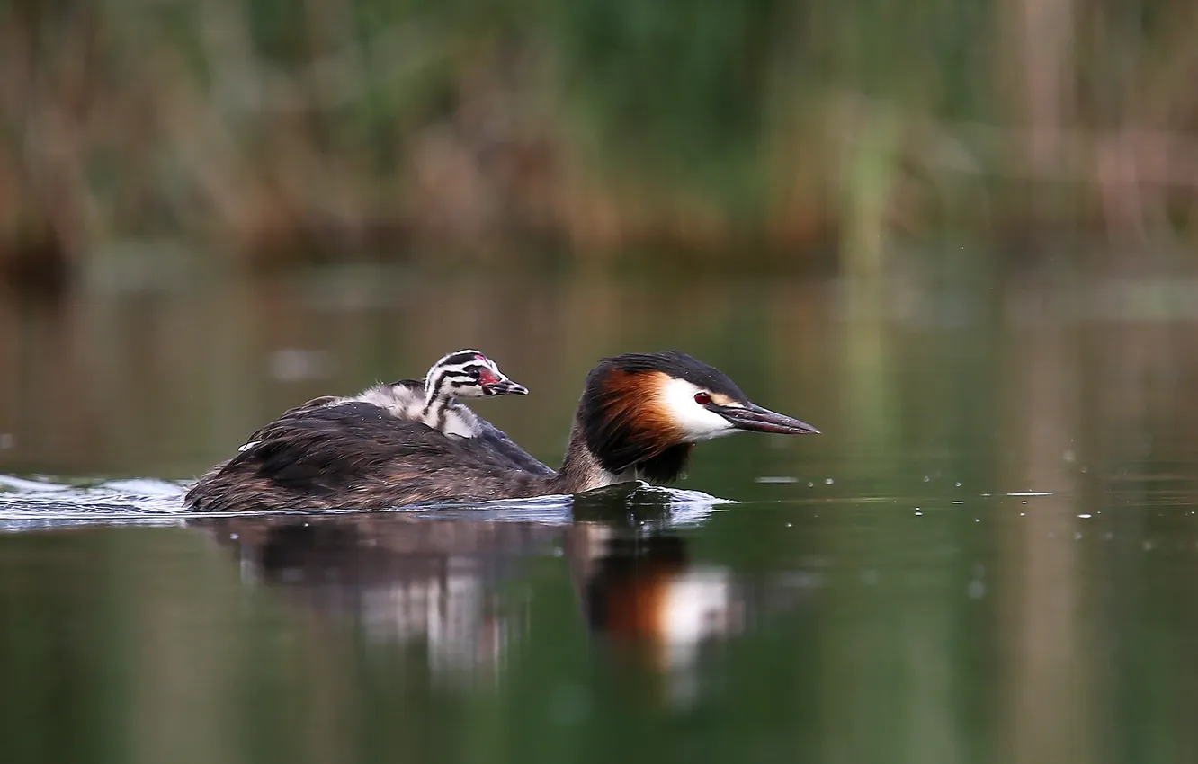 Photo wallpaper water, bird, The great crested grebe, Konstantin Slobodchuk