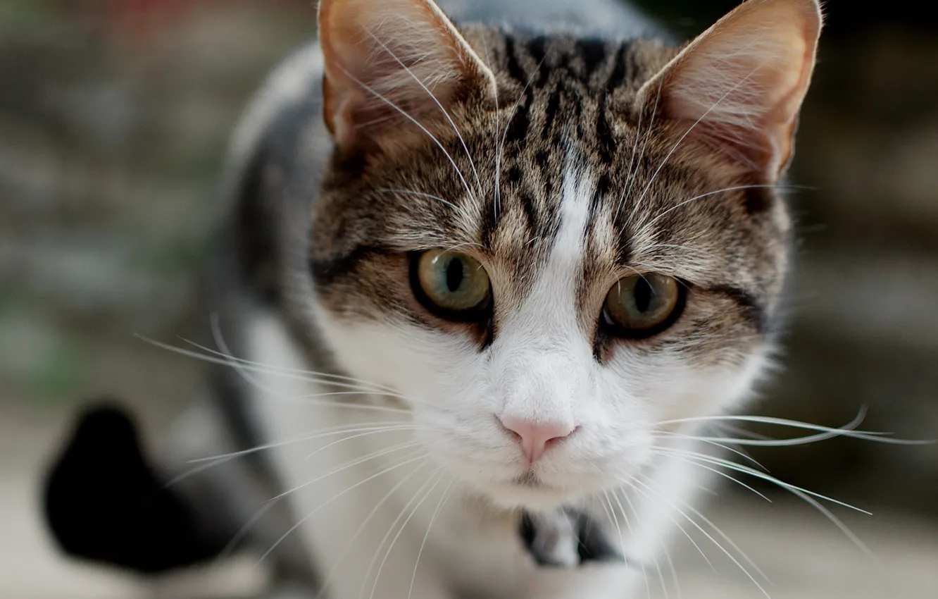 Photo wallpaper cat, cat, mustache, face, focus