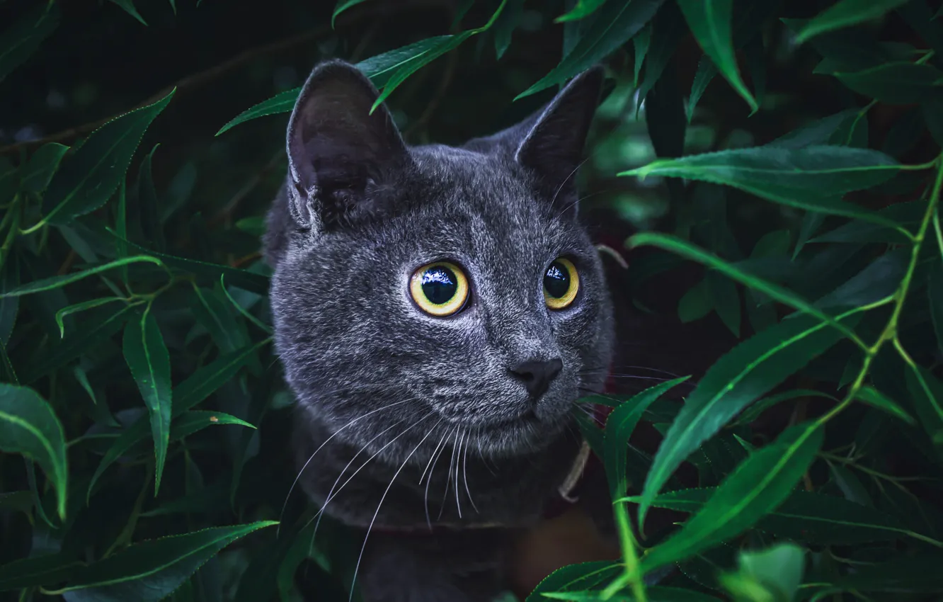 Photo wallpaper cat, cat, look, leaves, branches, grey, portrait, face