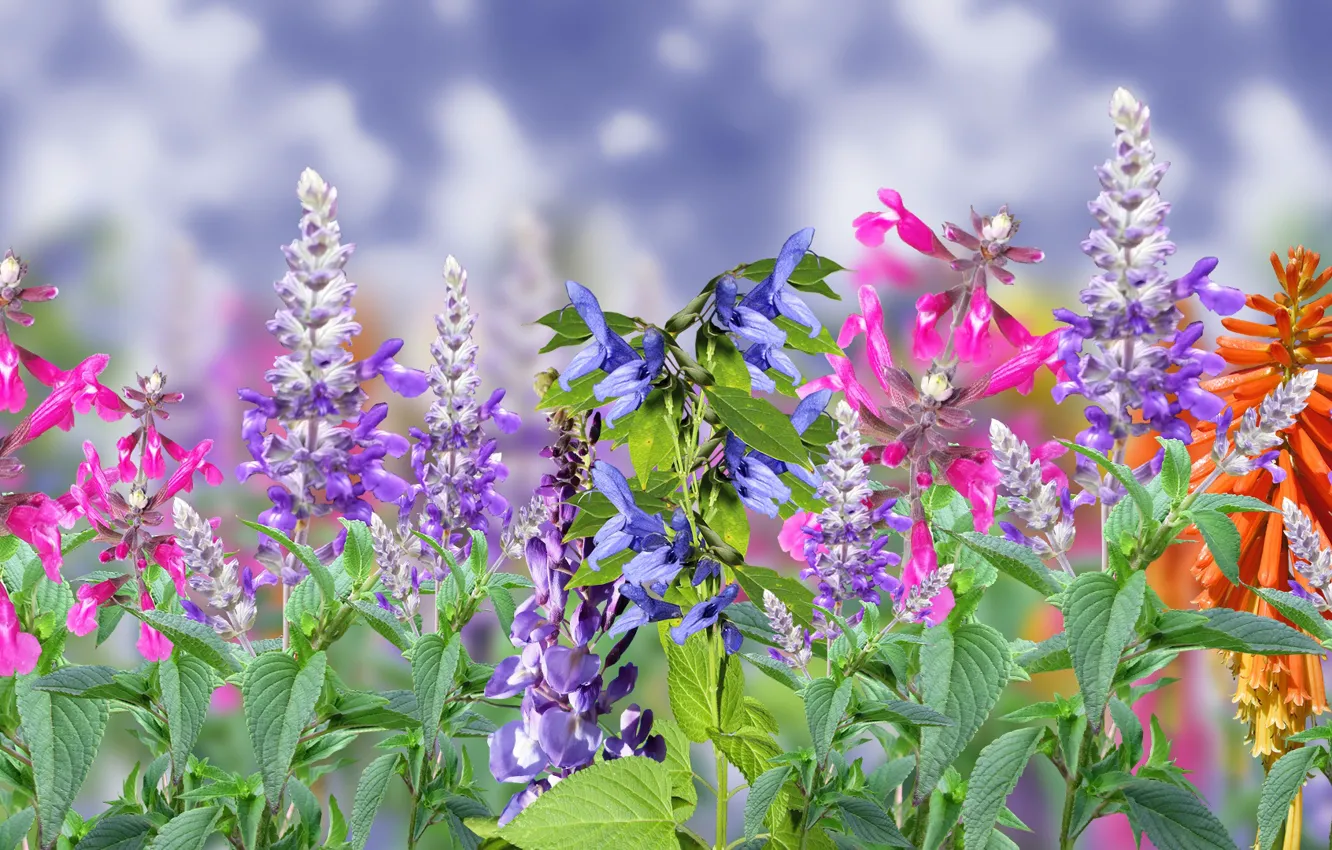 Photo wallpaper niebo, Flowers, Colored