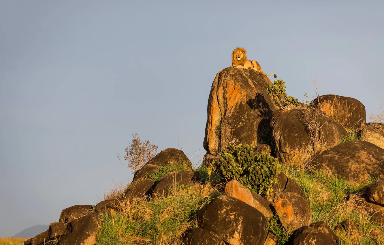 Photo wallpaper cat, rocks, Leo, king, At the Top