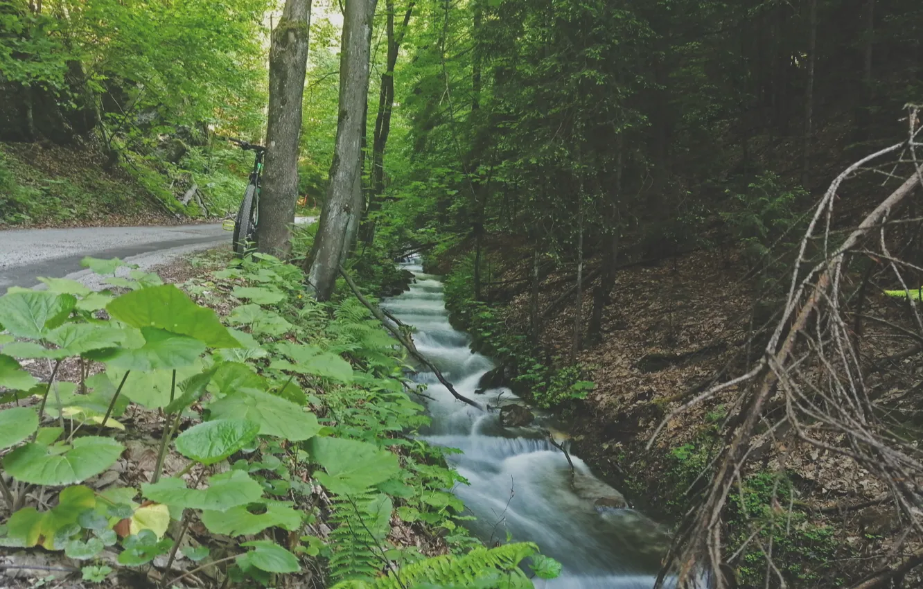 Photo wallpaper forest, road, nature, water, stream, Slovakia, Harmanec