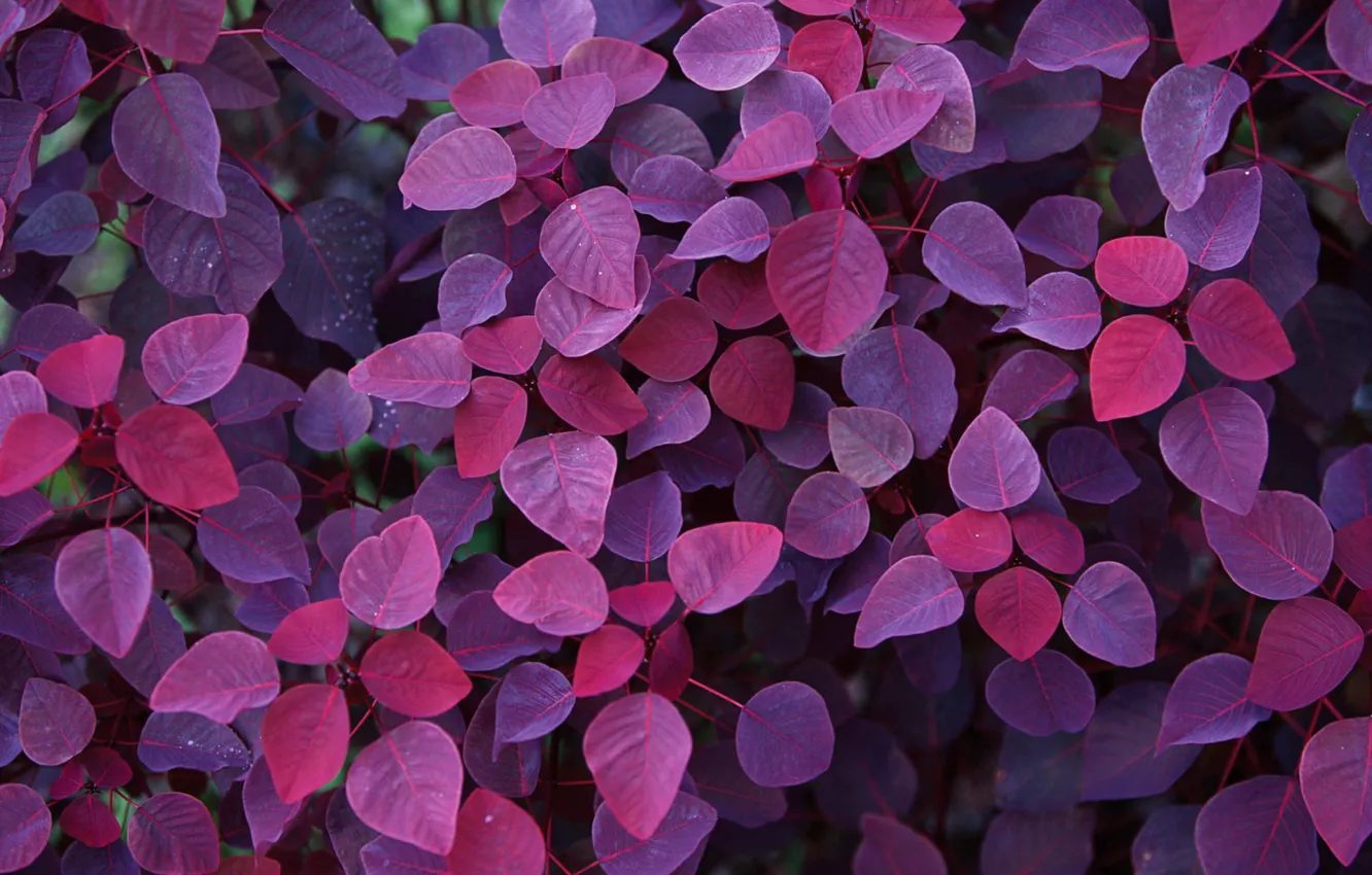 Photo wallpaper Nature, Purple, Wallpaper, Foliage