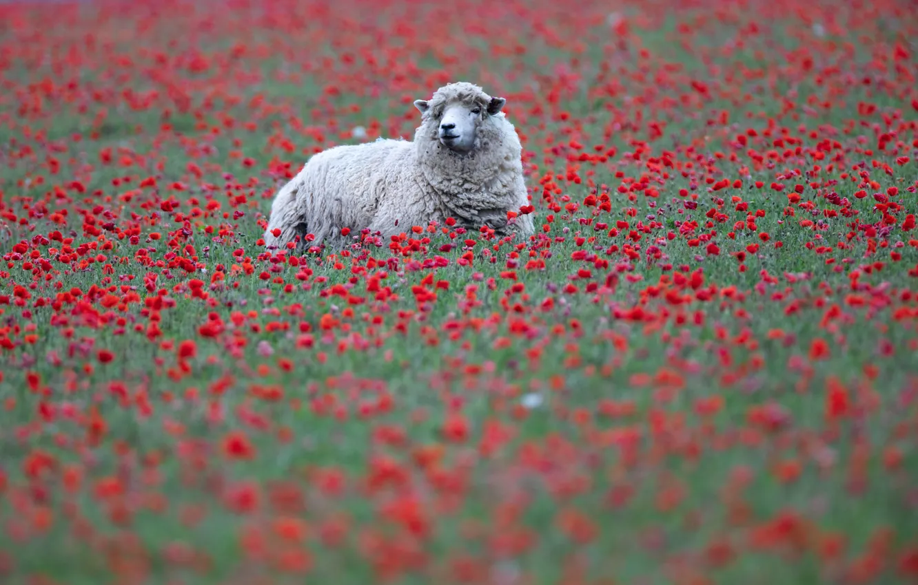 Photo wallpaper flowers, red, sheep, Maki, sheep, a lot, bokeh, poppy field