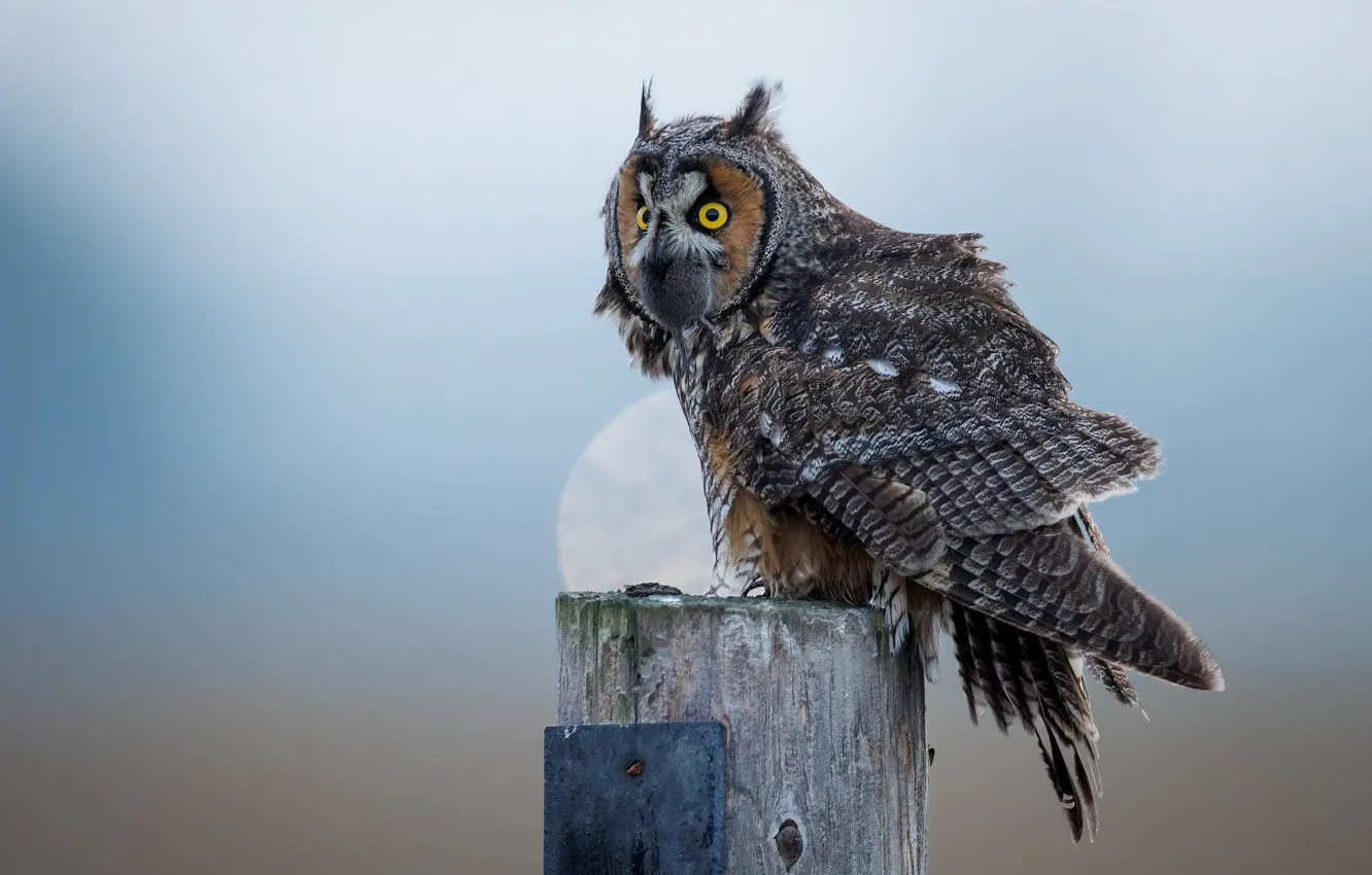 Photo wallpaper look, nature, background, owl, bird, posts, mouse, mining