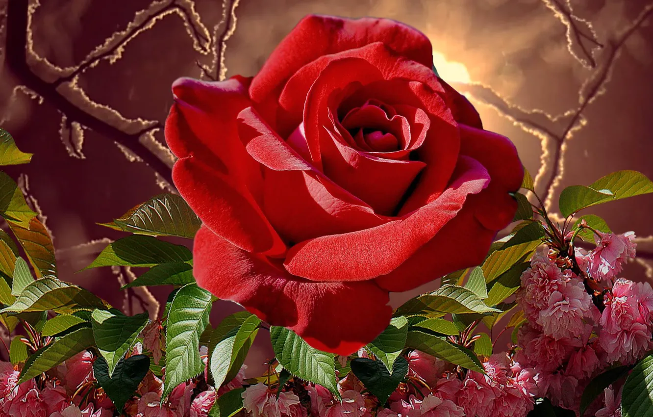 Photo wallpaper autumn, flowers, roses, beauty