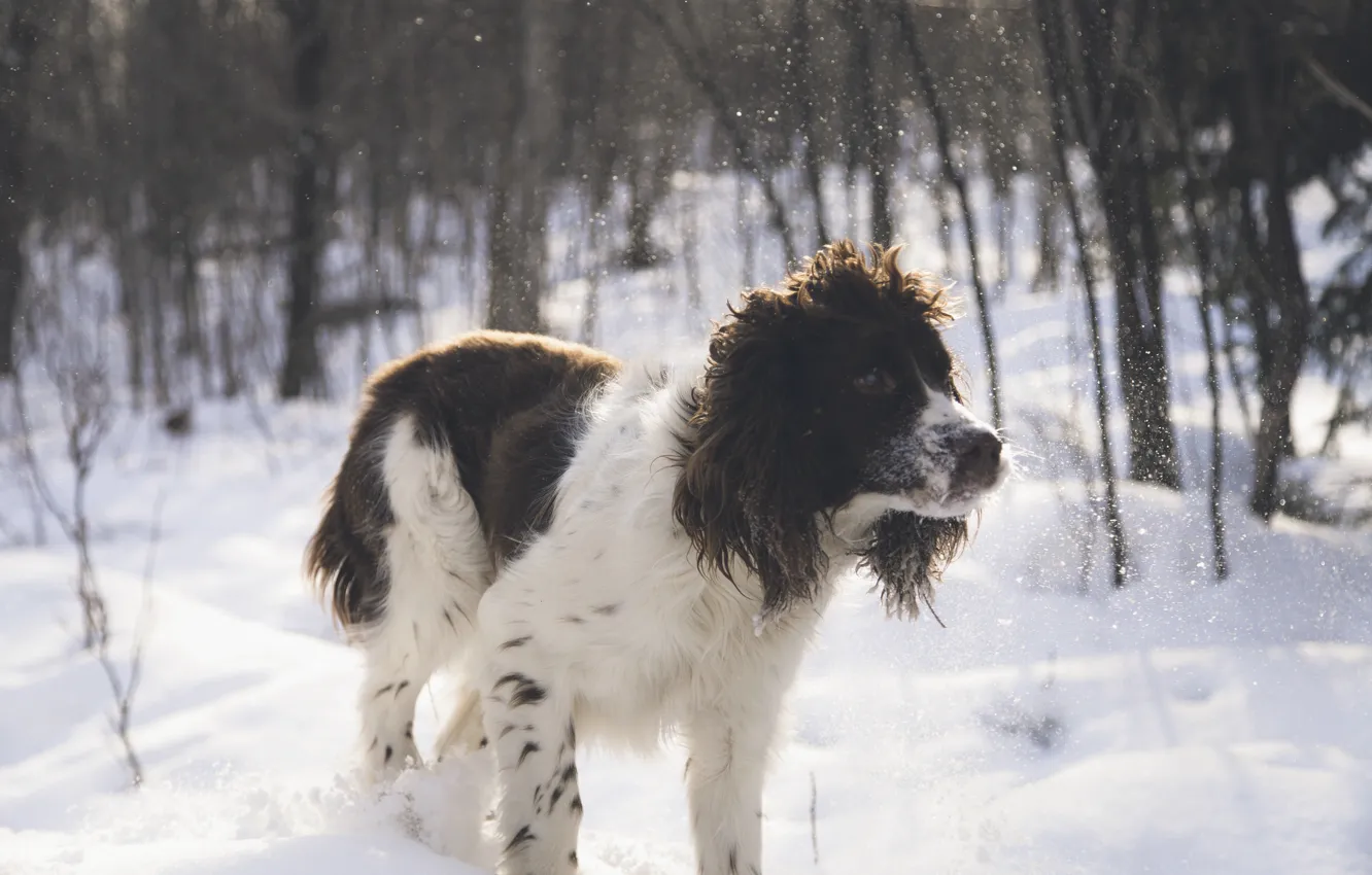 Photo wallpaper snow, trees, dog