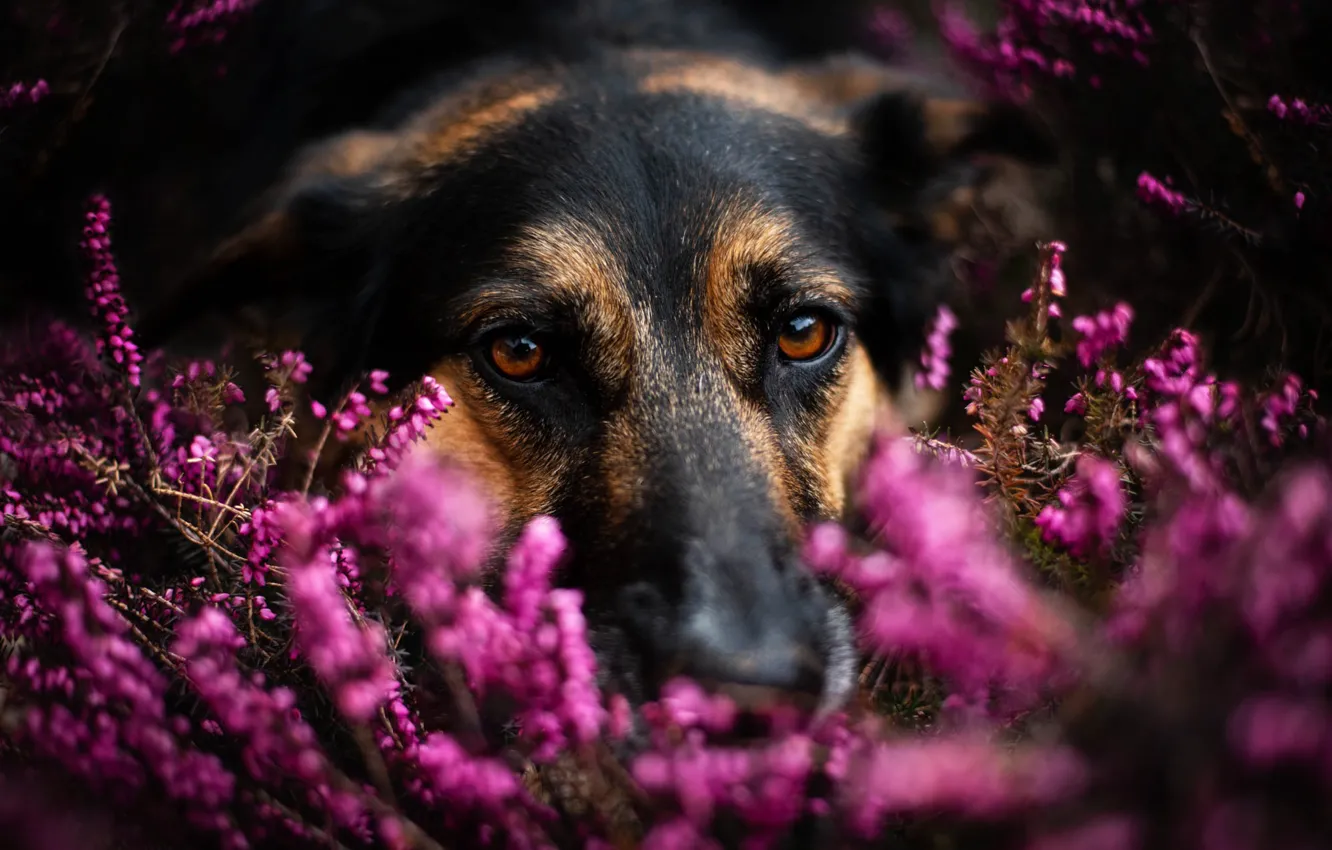 Photo wallpaper dog, Heather, German shepherd