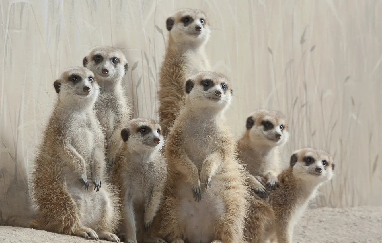 Photo wallpaper meerkats, posing, family