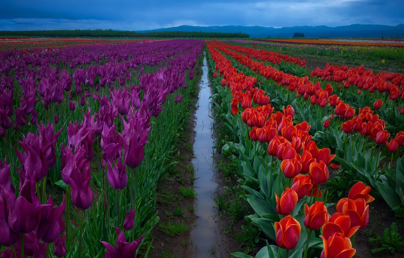 Photo wallpaper field, the sky, water, flowers, purple, after the rain, tulips, red