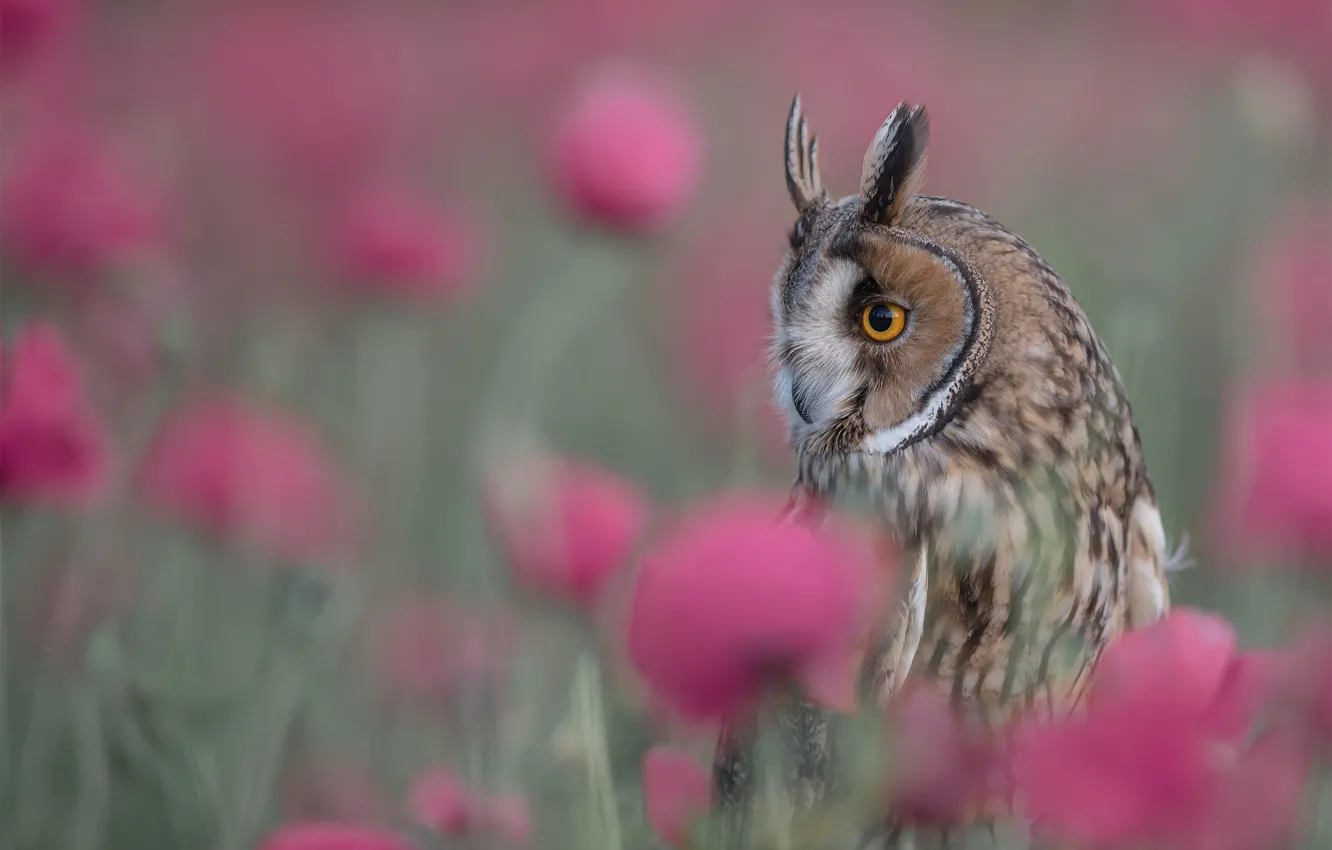 Photo wallpaper flowers, owl, bird, bokeh, Long-eared owl