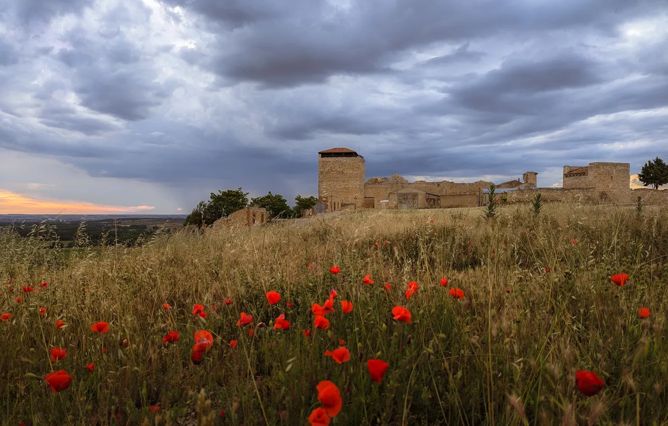 Photo wallpaper field, flowers, castle, Maki, ruins, poppy field