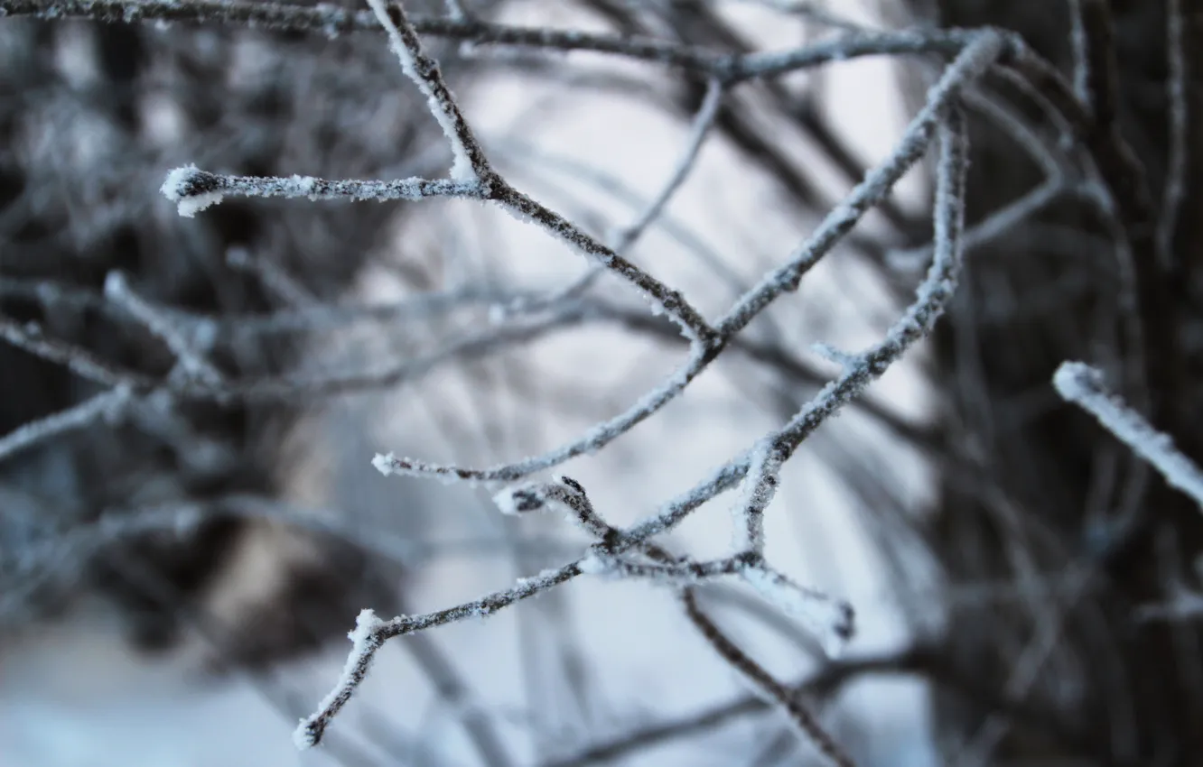 Photo wallpaper winter, macro, snow, branches