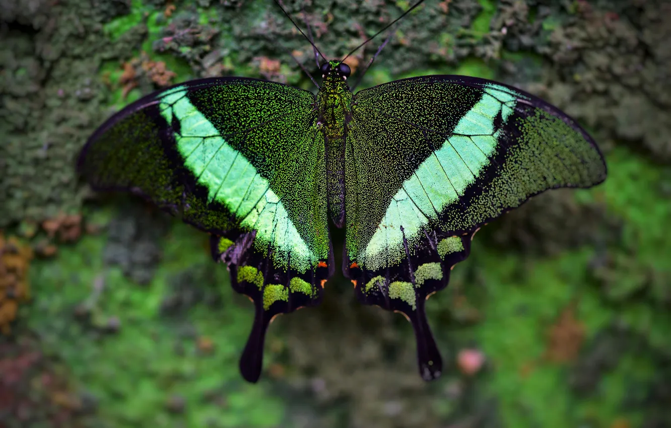 Photo wallpaper macro, butterfly, wings, beautiful, closeup