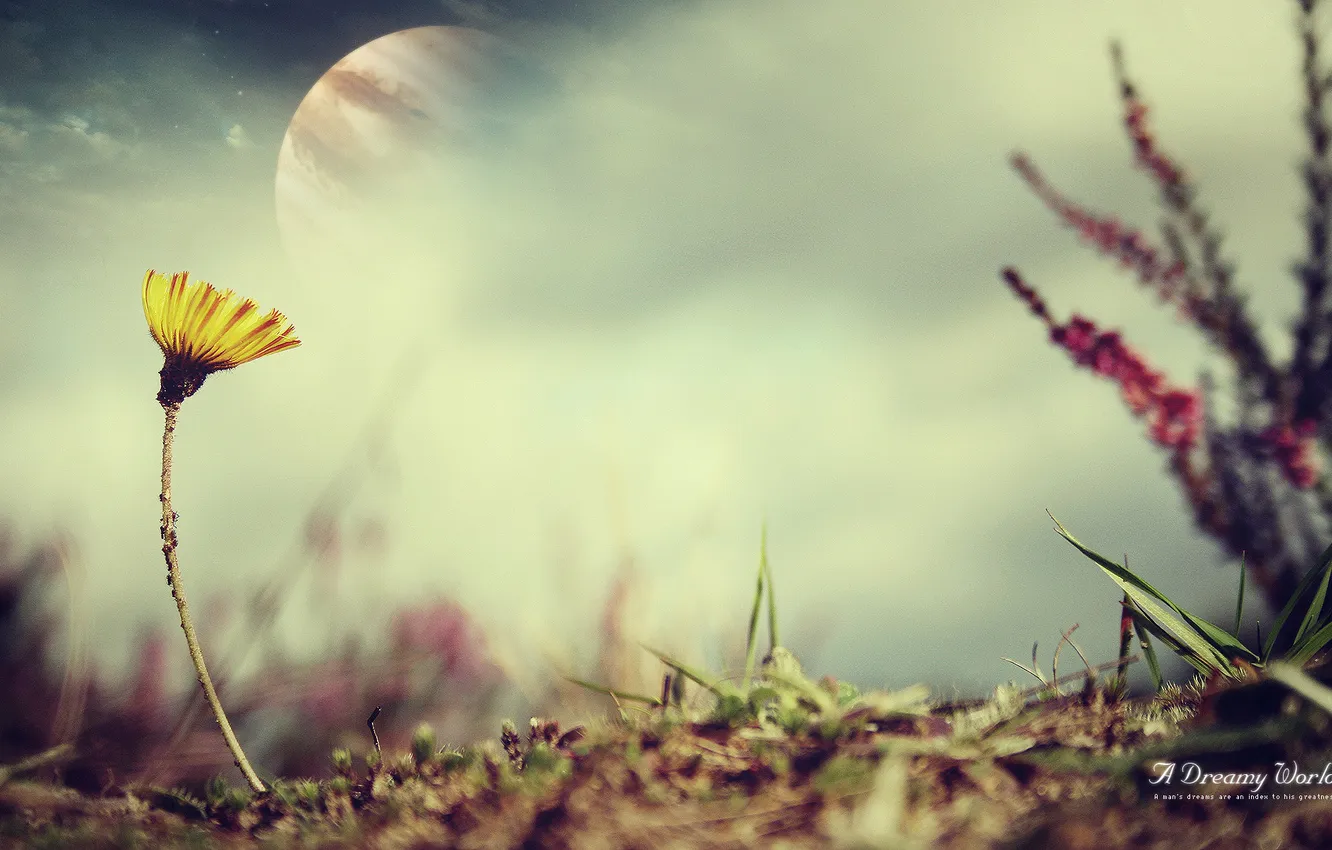 Photo wallpaper dandelion, planet, A Dreamy World