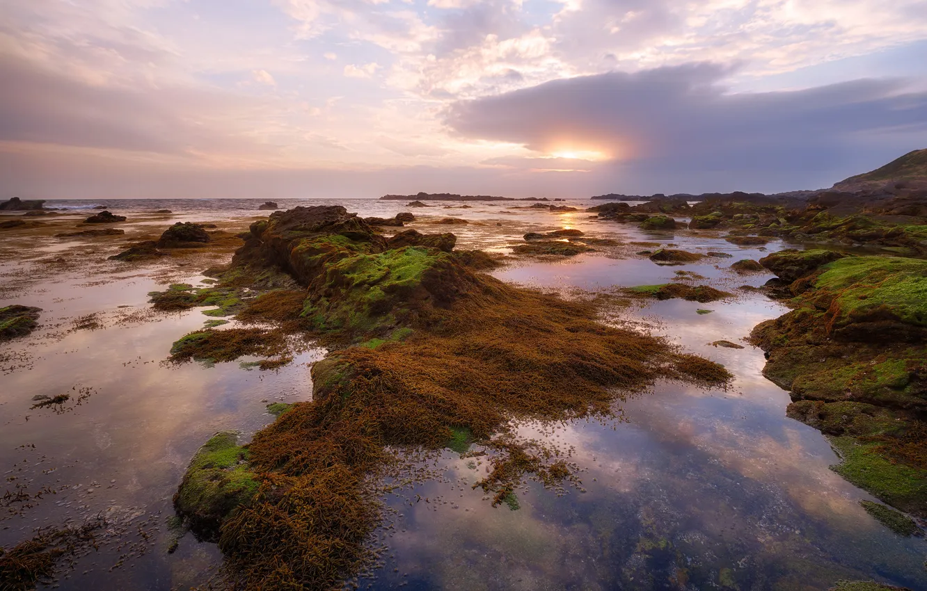 Photo wallpaper sea, algae, sunset, reflection, stones, moss, the evening