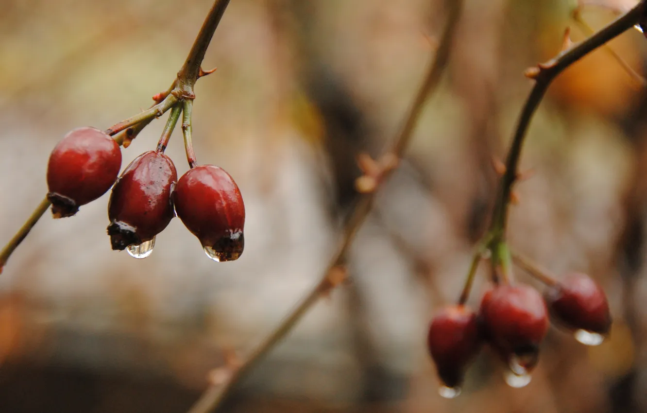 Photo wallpaper autumn, drops, berries, sprig