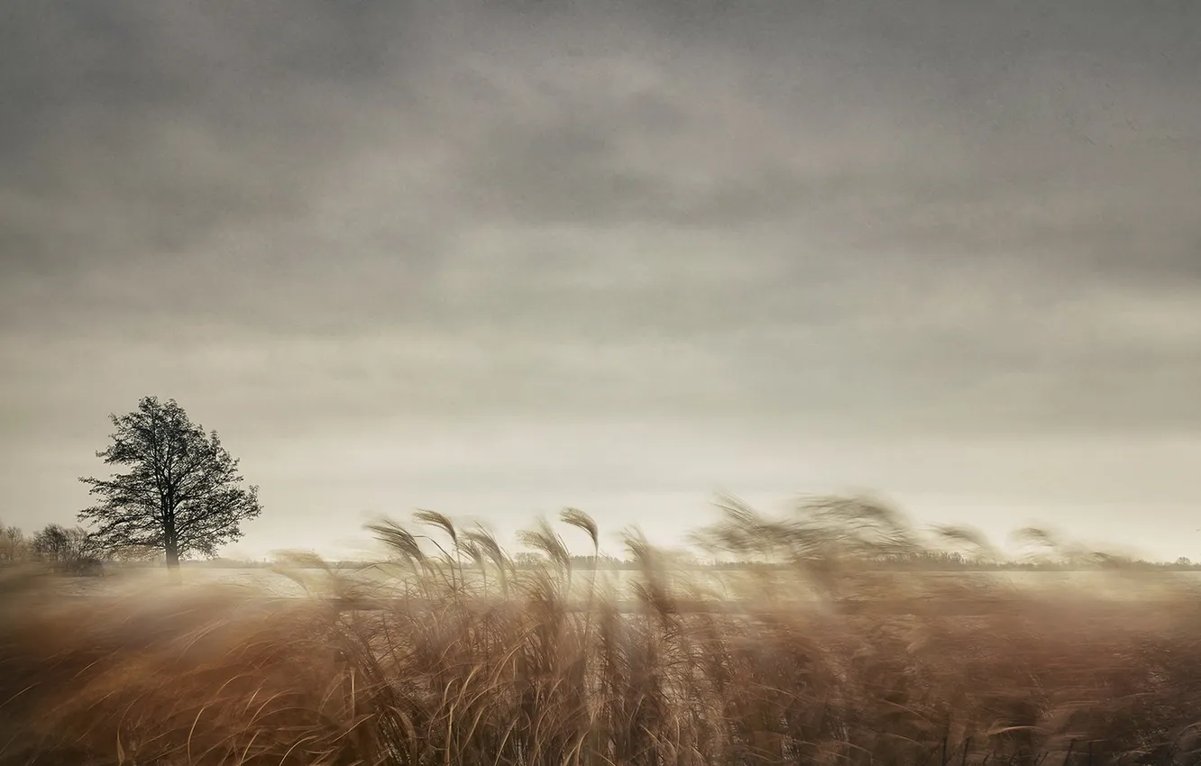 Photo wallpaper the sky, grass, tree