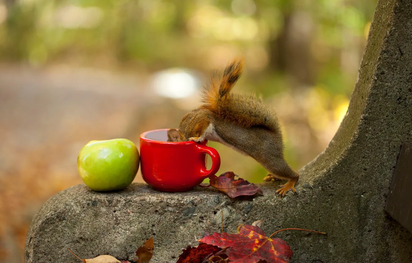 Photo wallpaper autumn, leaves, bench, apples, protein, mug, tail, curiosity
