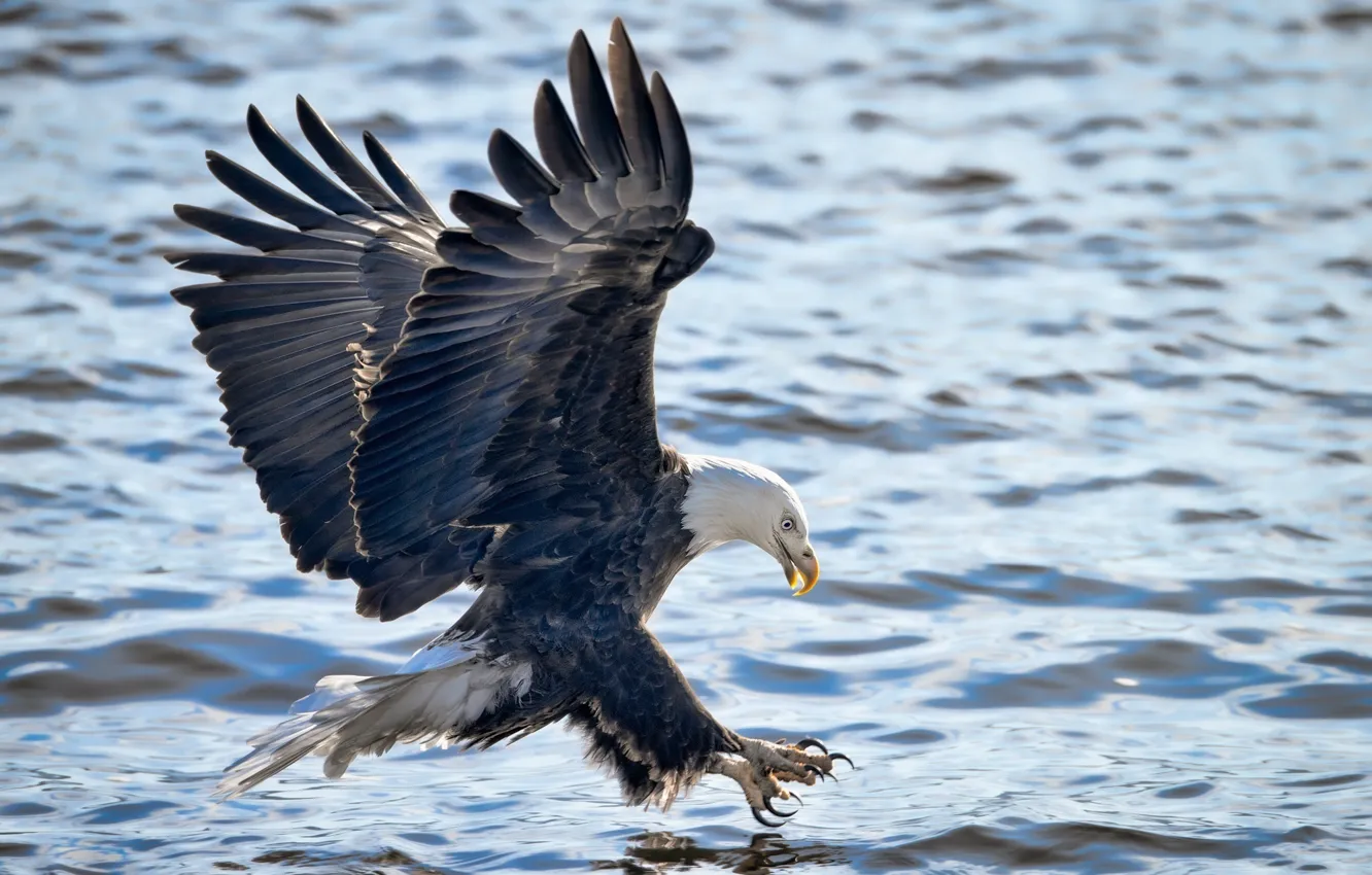 Photo wallpaper flight, attack, fishing, wings, bald eagle, bird of prey